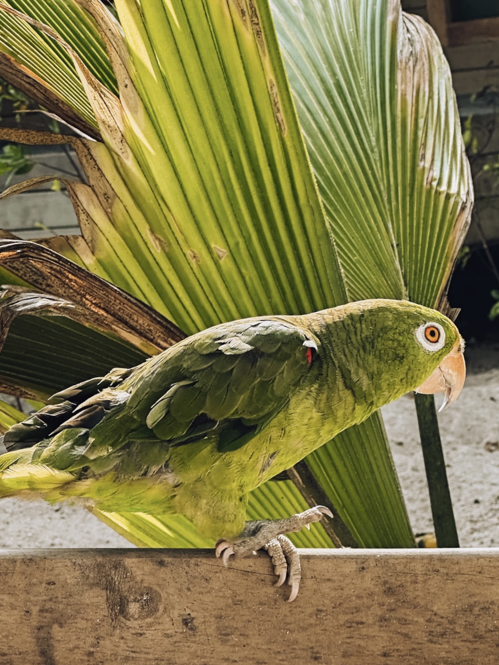 lorito