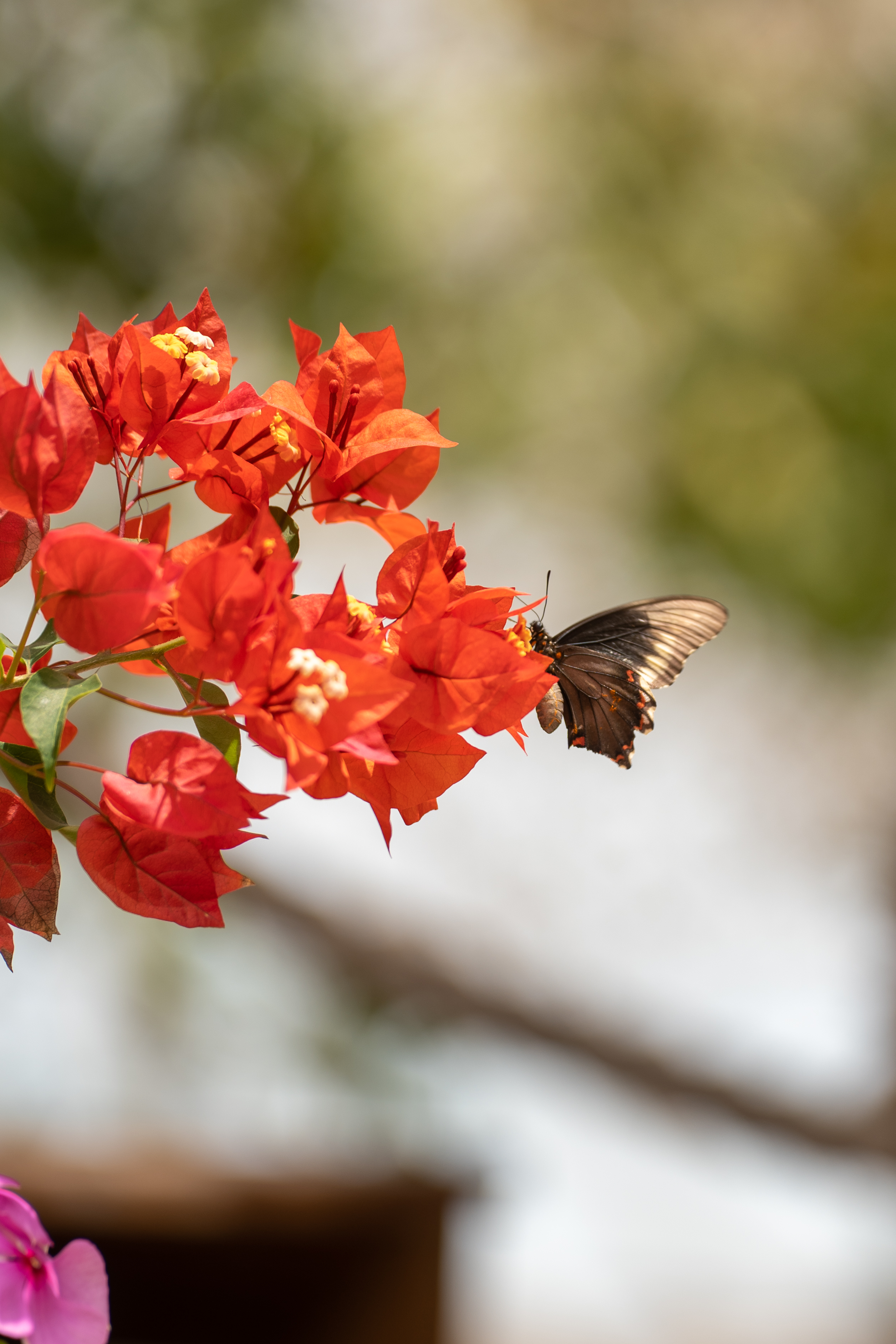 mariposa