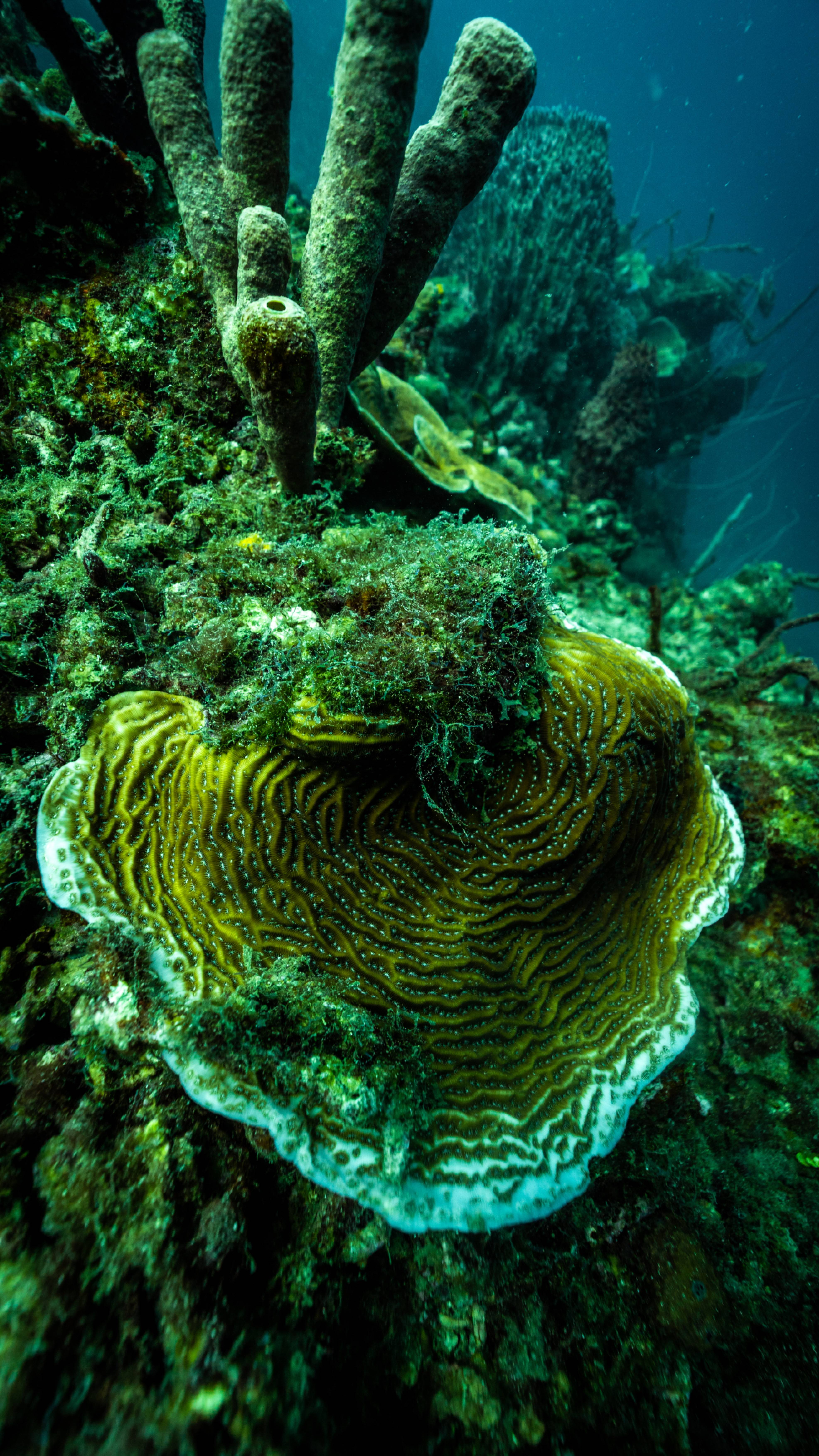 coral