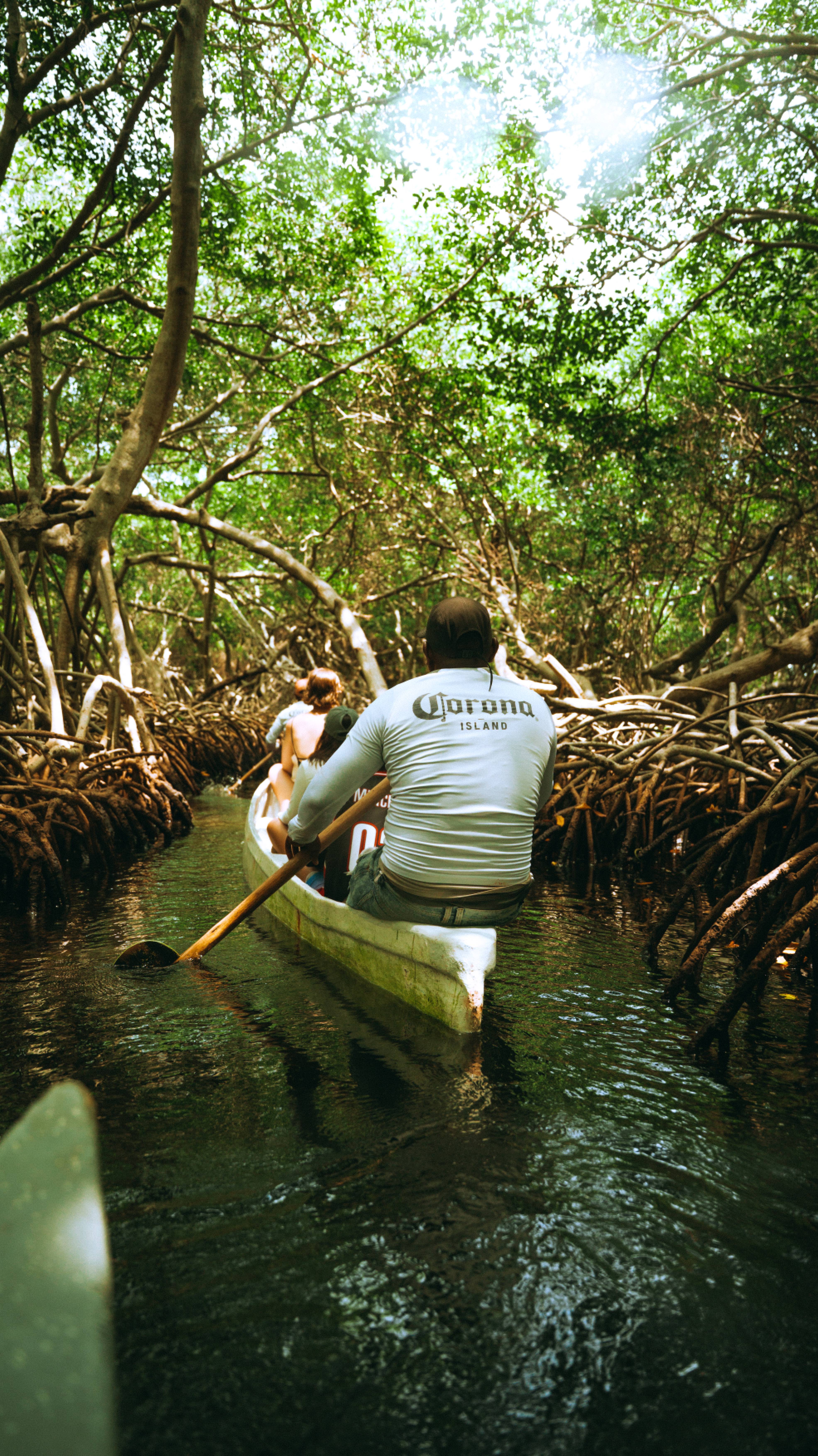 manglar