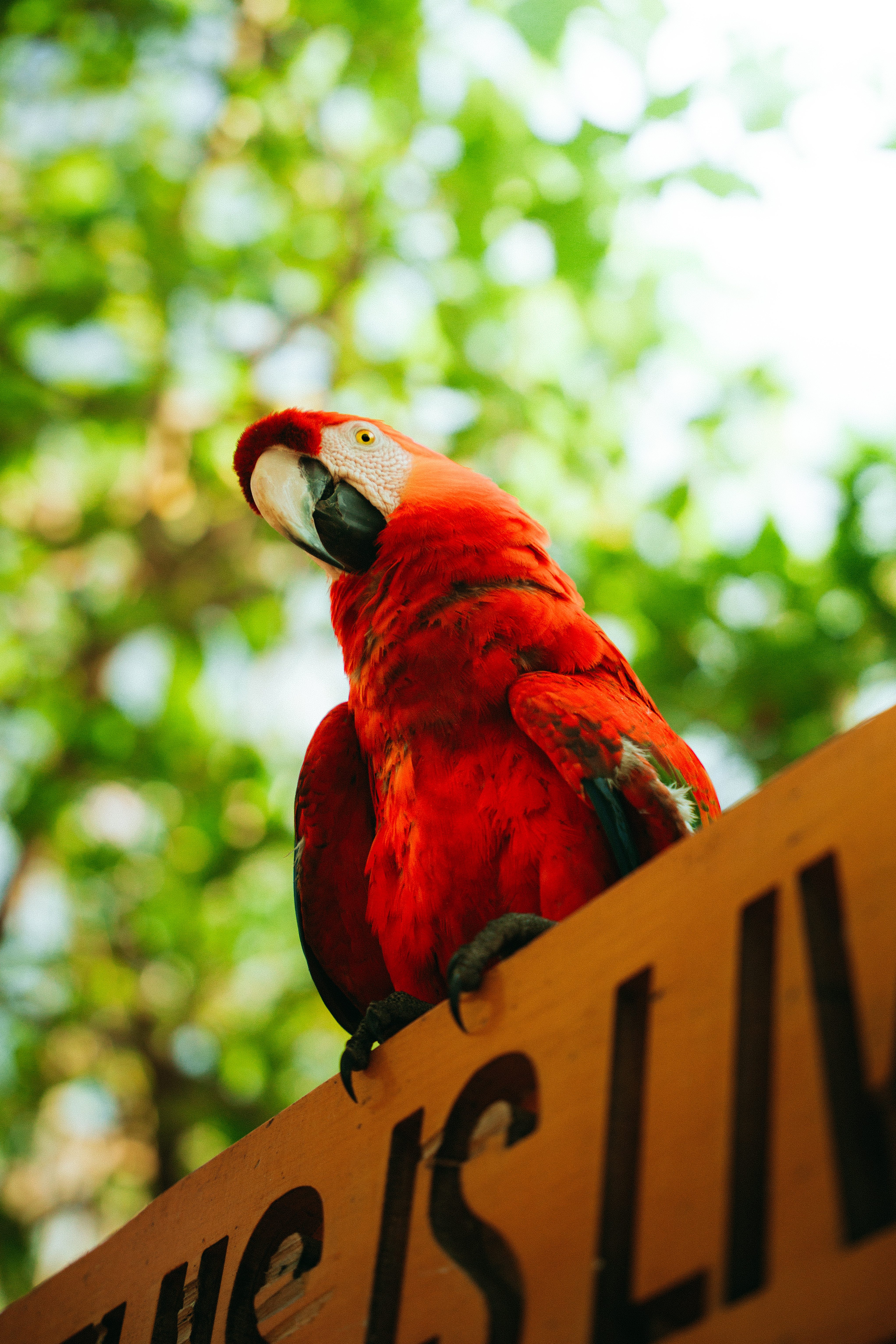 guacamaya
