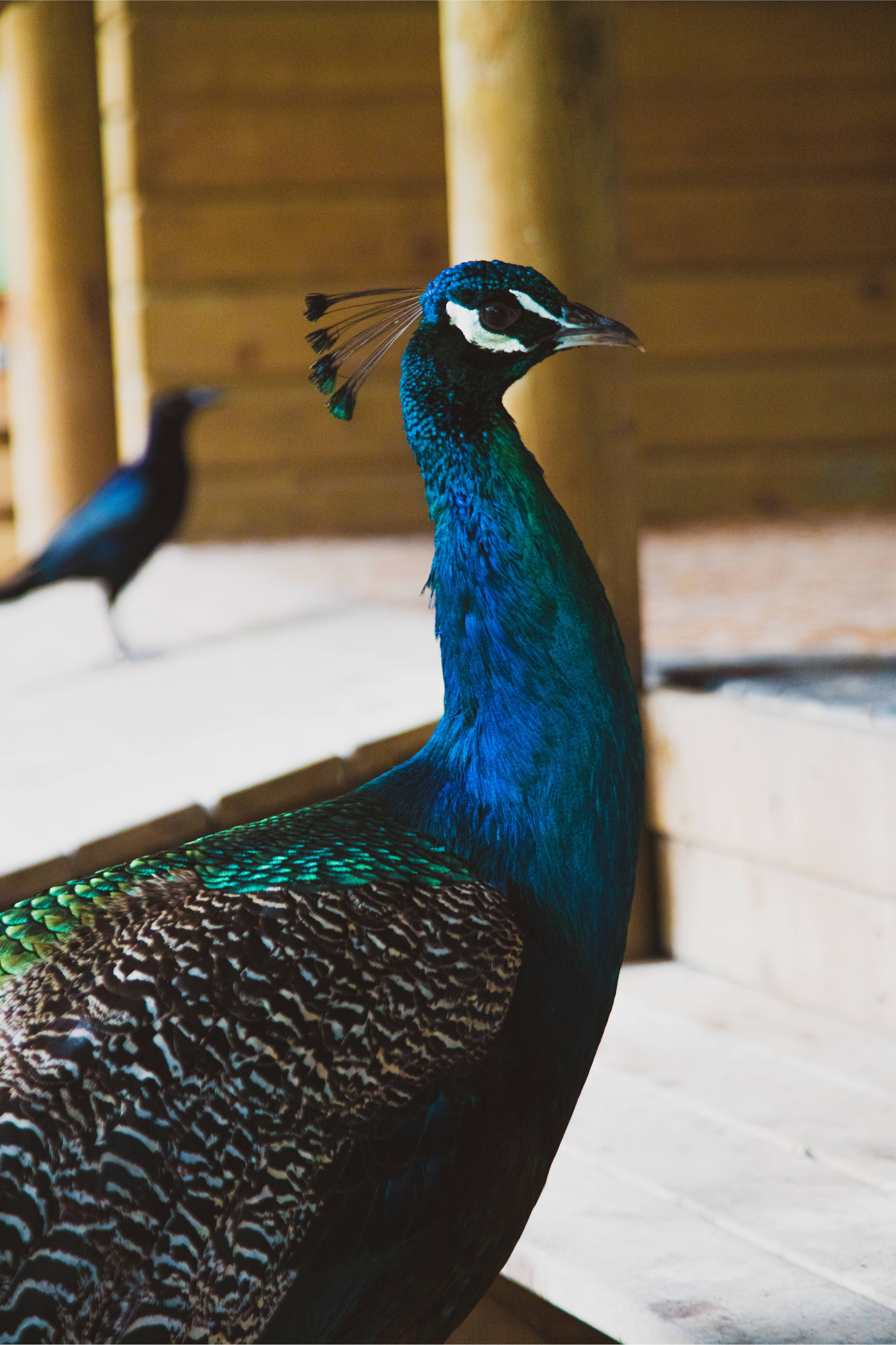 pavo