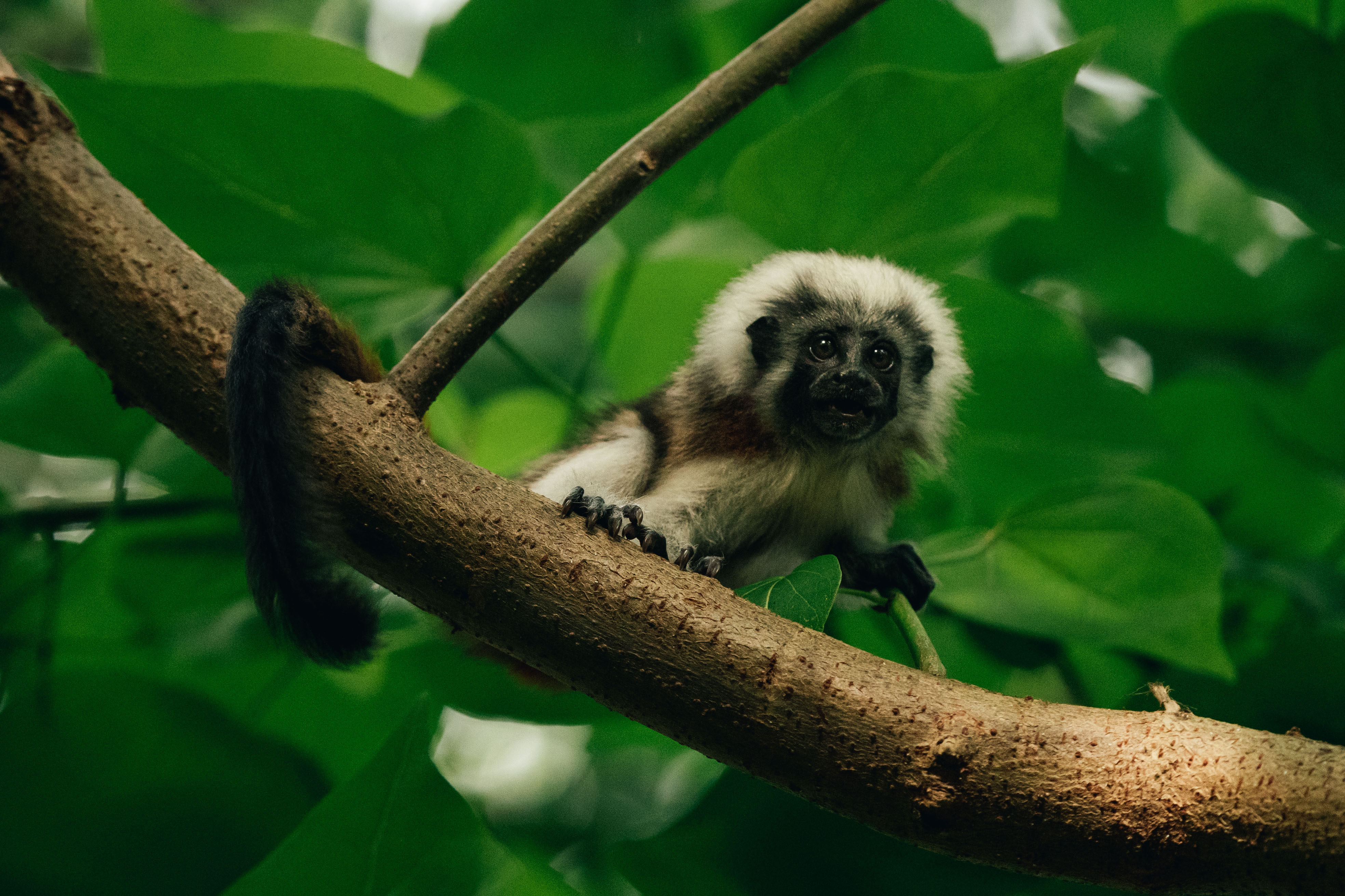 monito