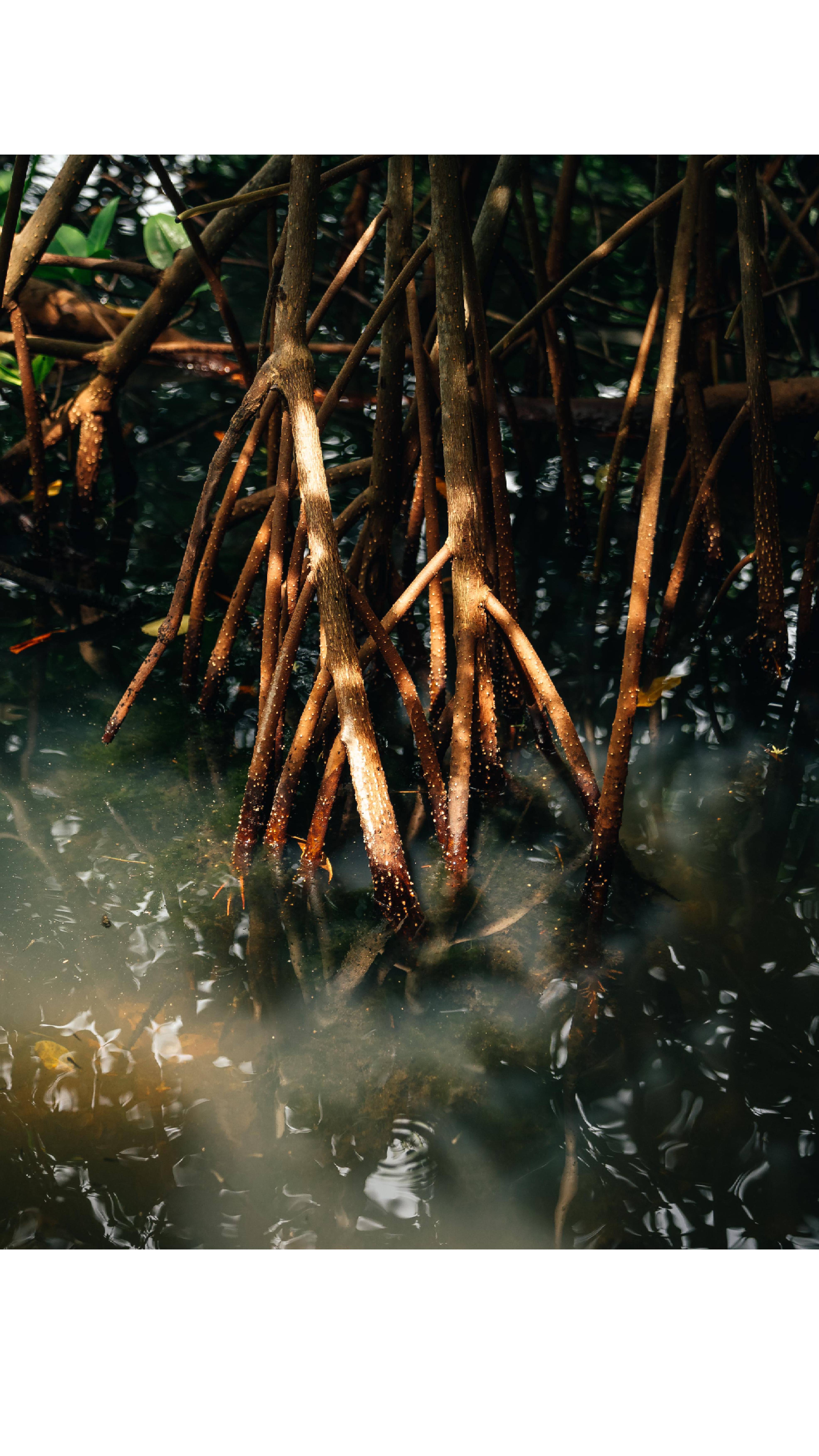 manglar