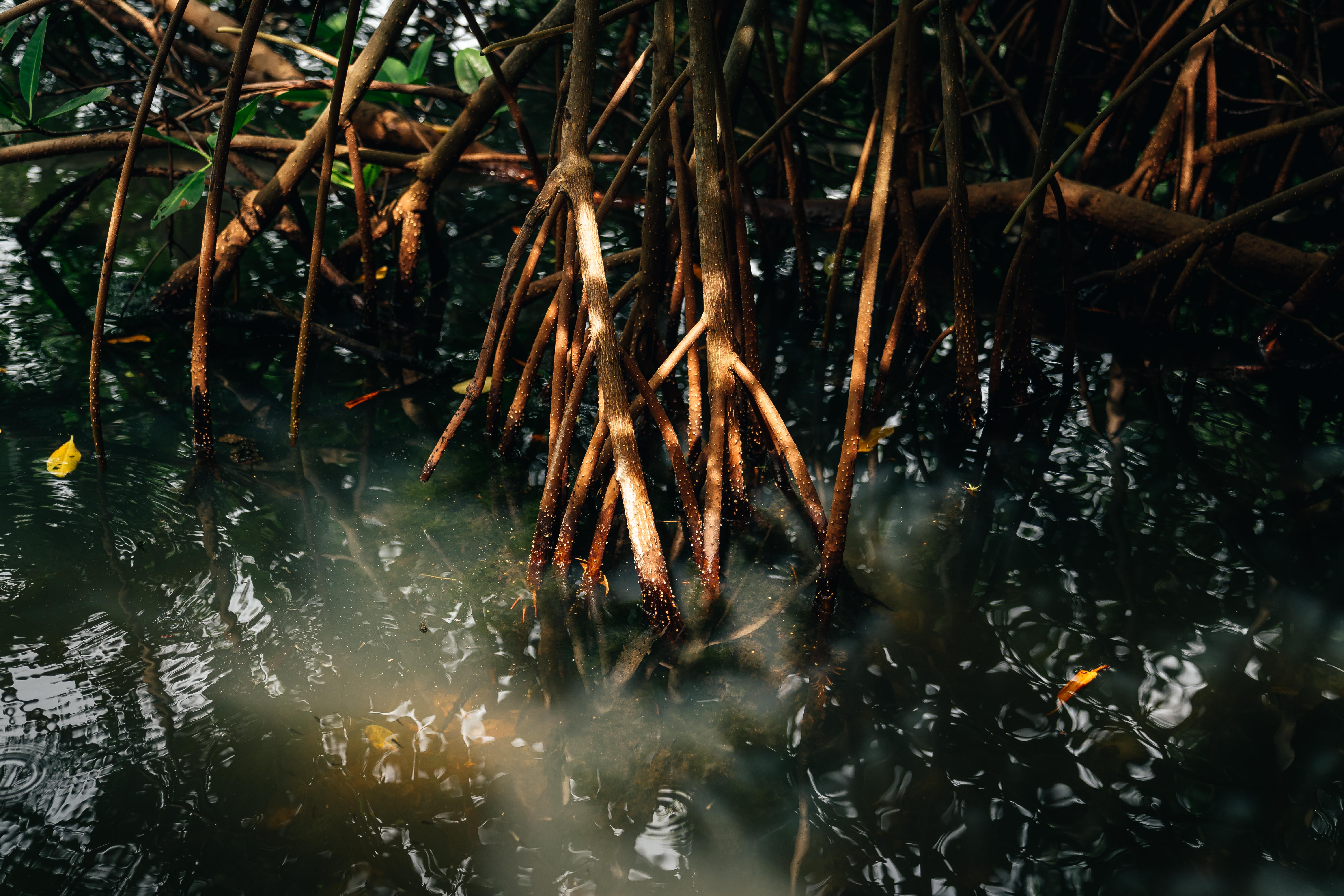 manglar