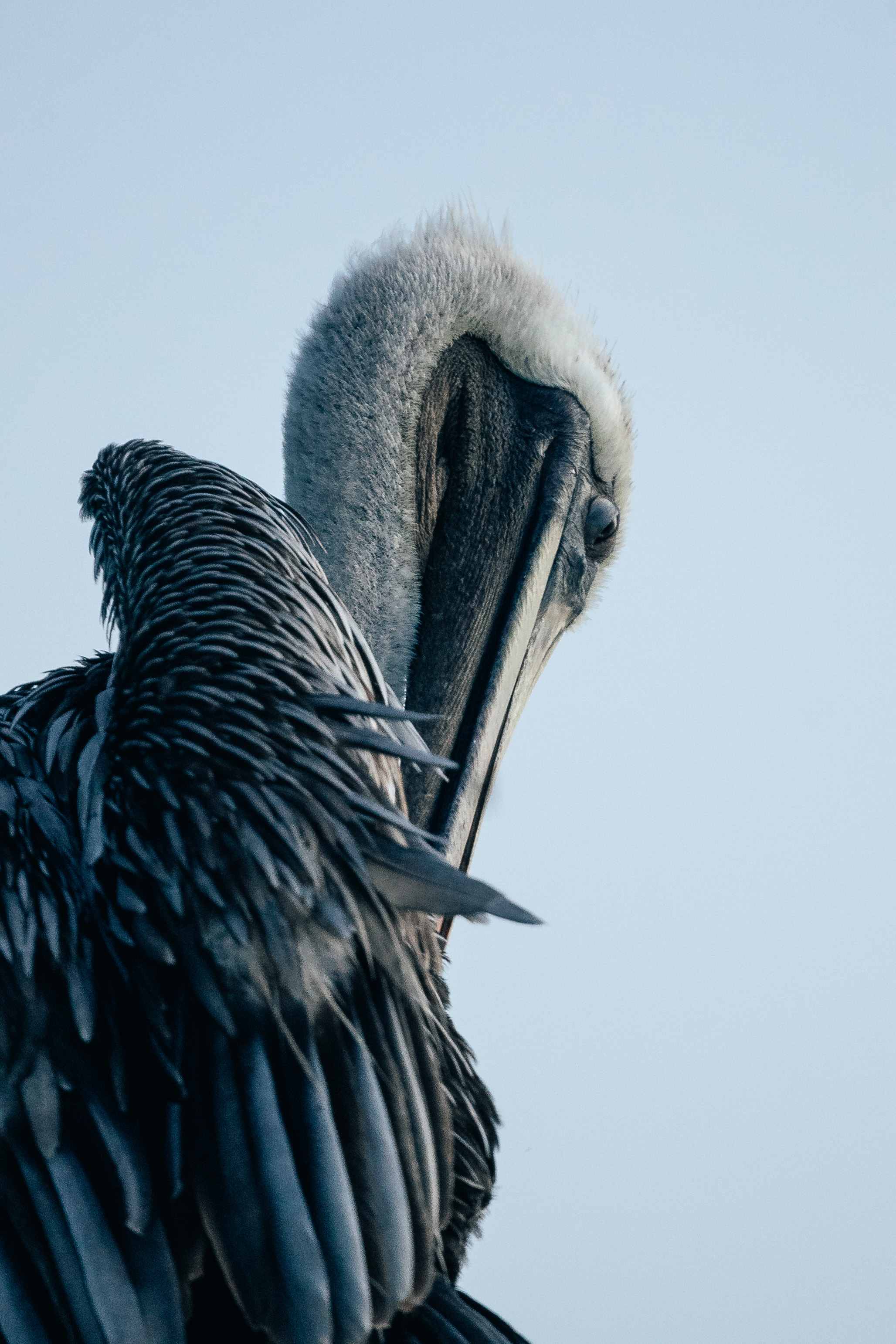 garza