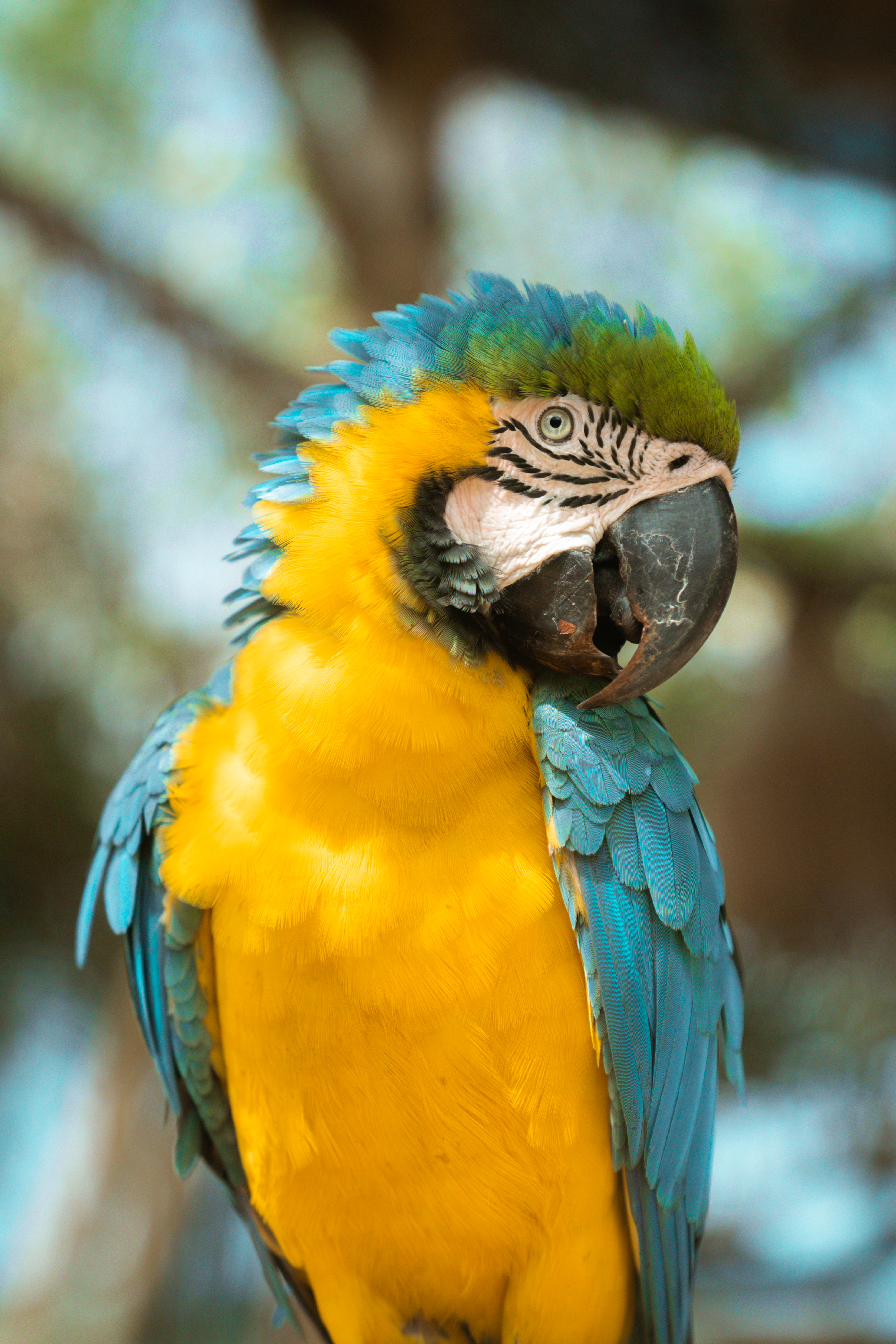 loro