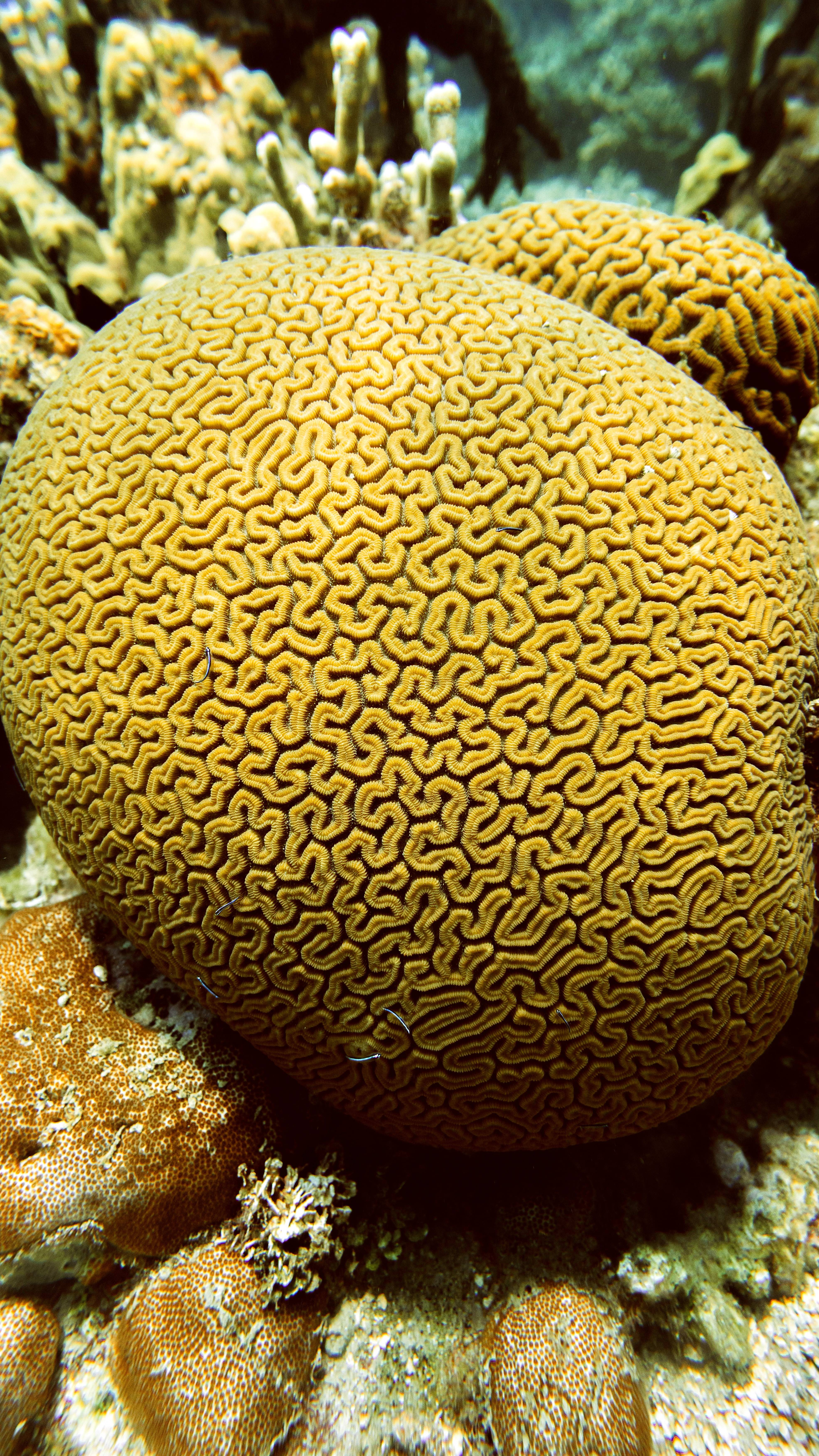 coral