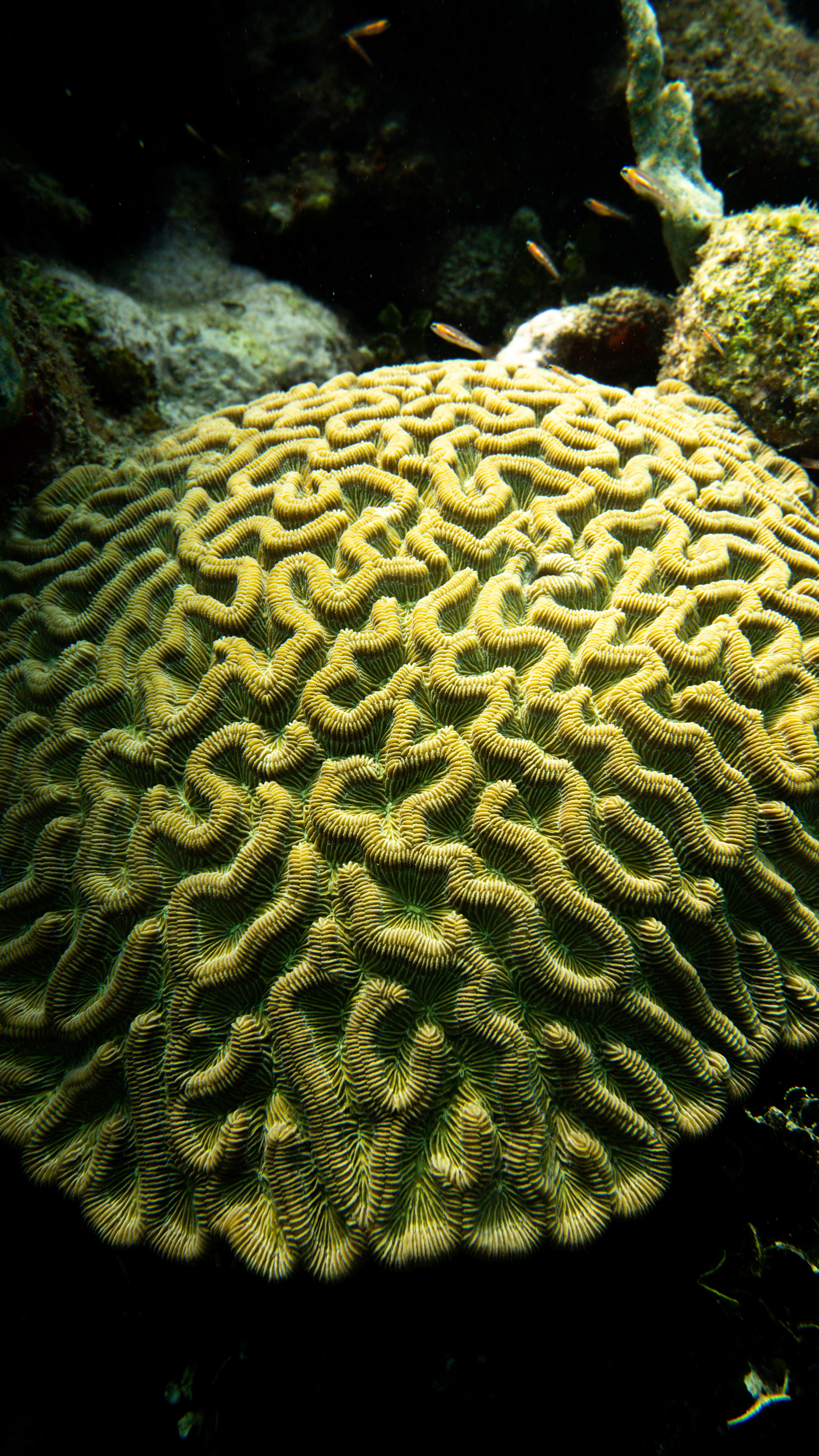 coral
