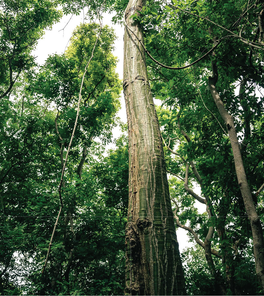 biodiverisdad colombiana