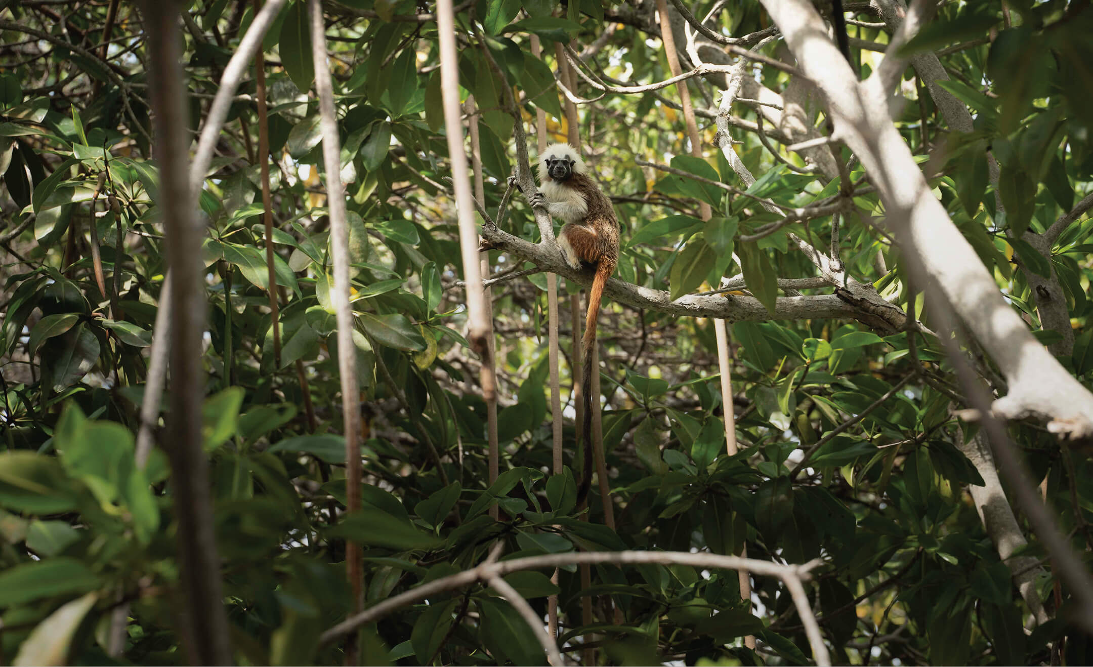 Biodiversidad Isla Corona