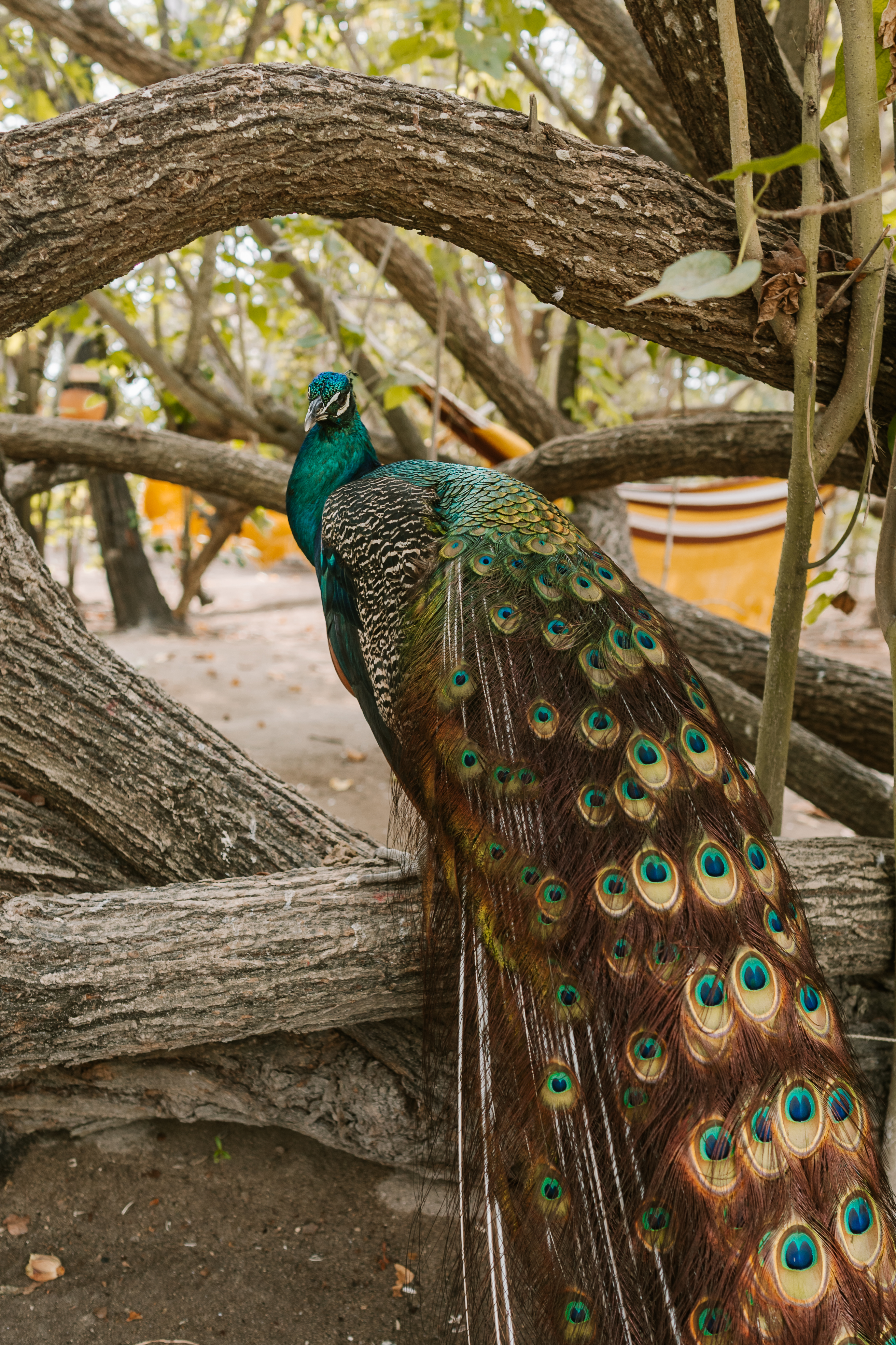 pavo