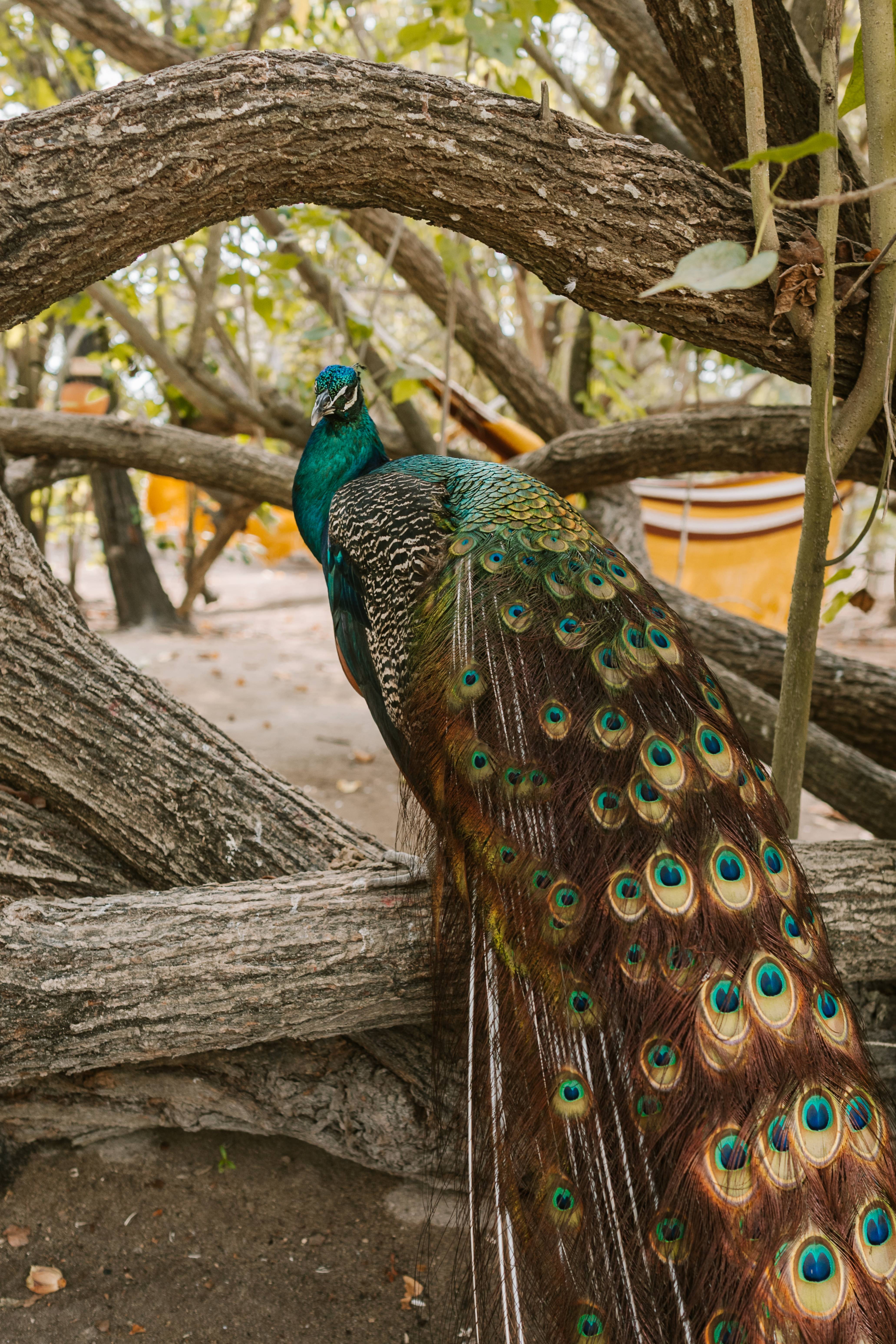pavo
