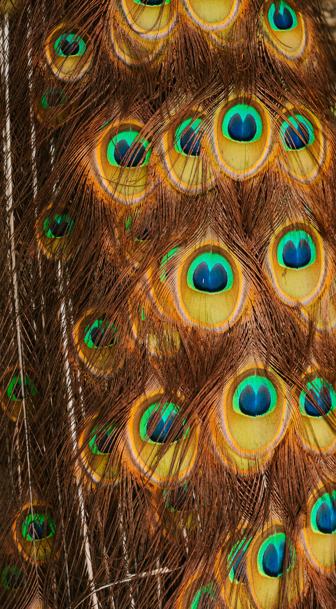 plumas