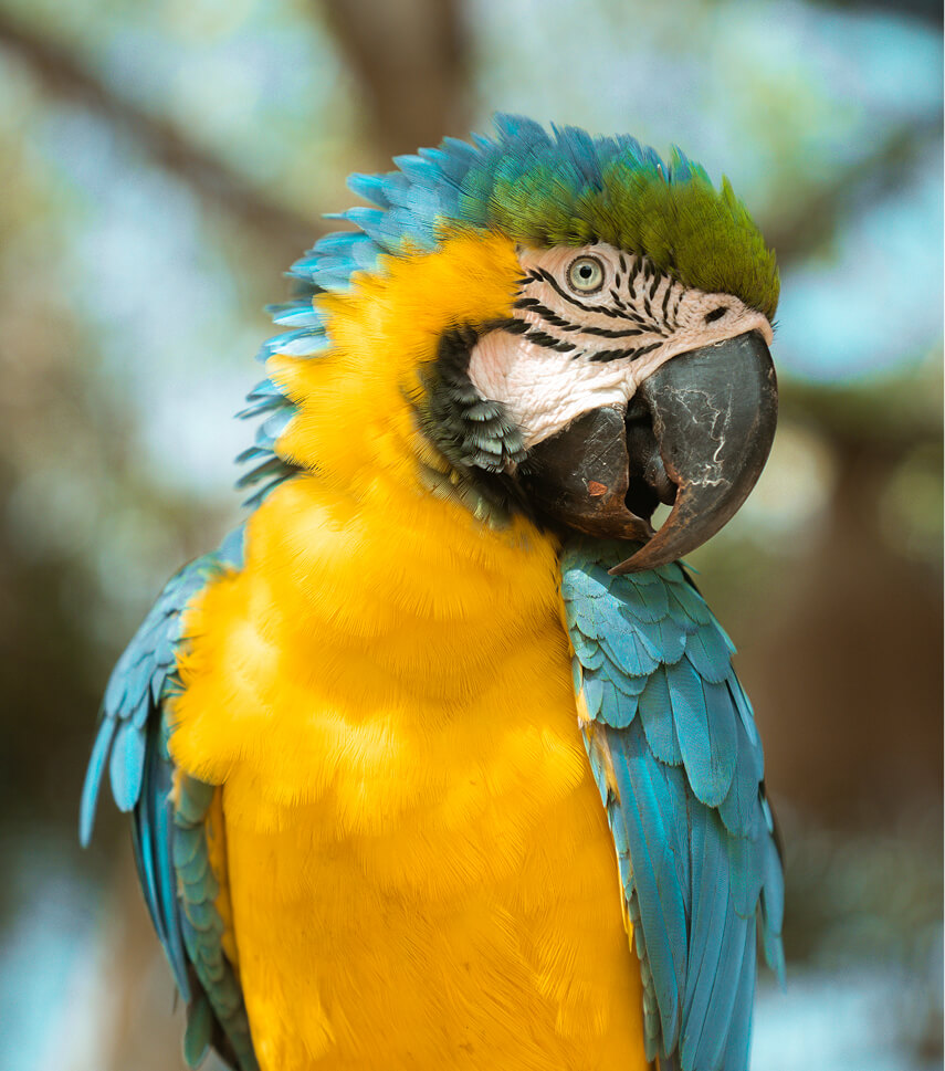 guacamaya colombiana