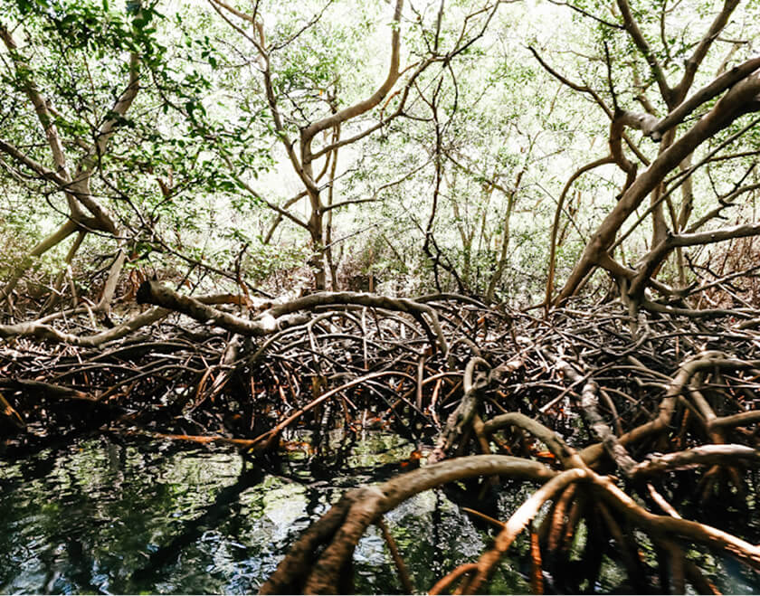 manglares de colombia