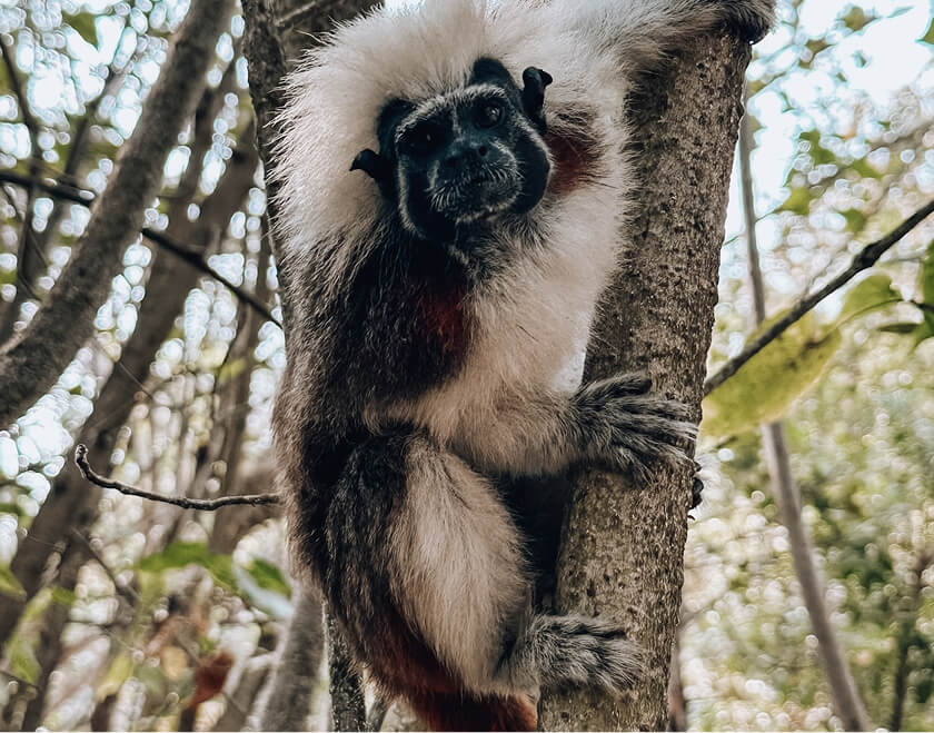 mono titi cabeciblanco
