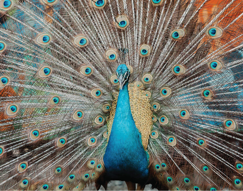 pavo real